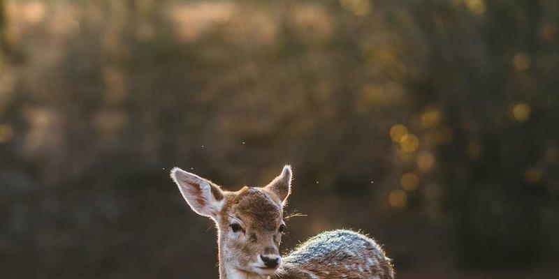 智能锁:重新定义家庭安全与智能家居生活的入口